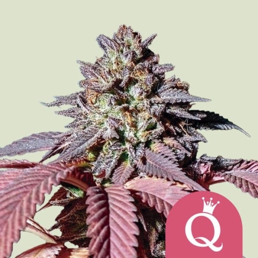 Purple Queen Photo (Photoperiodic Indica)